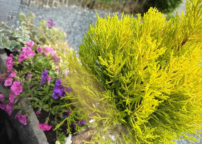 Aux Souvenirs D'enfance - A 別荘 リブラモン